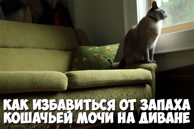 Как избавиться от запаха кошачьей мочи на диване - Сухой туман